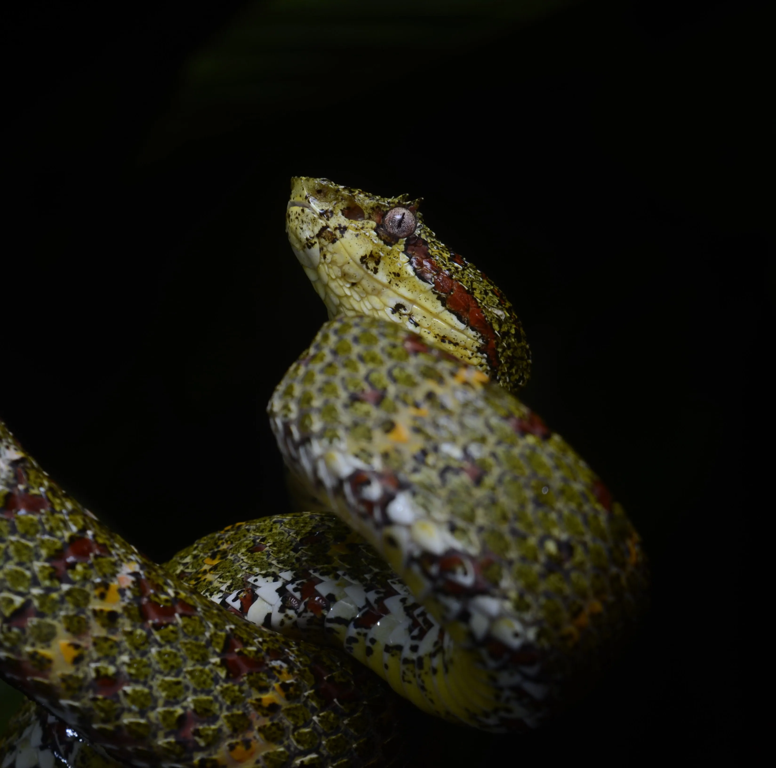 night tour costa rica guidescr